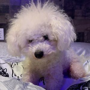 Meet your Posher, Fatima